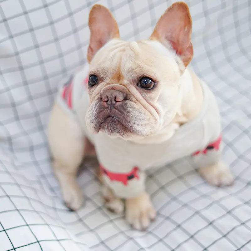 French Bulldog and Pug Pet T-Shirt, UK Style